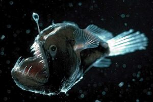 Inhabitant Creatures which lives in Deep Ocean below 13,123 Feets