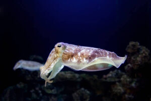 Inhabitant Creatures which lives in Deep Ocean below 13,123 Feets