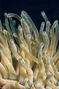 Inhabitant Creatures which lives in Deep Ocean below 13,123 Feets