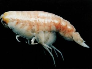 Inhabitant Creatures which lives in Deep Ocean below 13,123 Feets