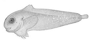 Inhabitant Creatures which lives in Deep Ocean below 13,123 Feets