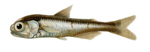 Inhabitant Creatures which lives in Deep Ocean below 13,123 Feets