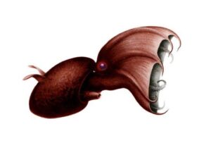Inhabitant Creatures which lives in Deep Ocean below 13,123 Feets